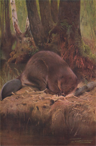 The Beaver